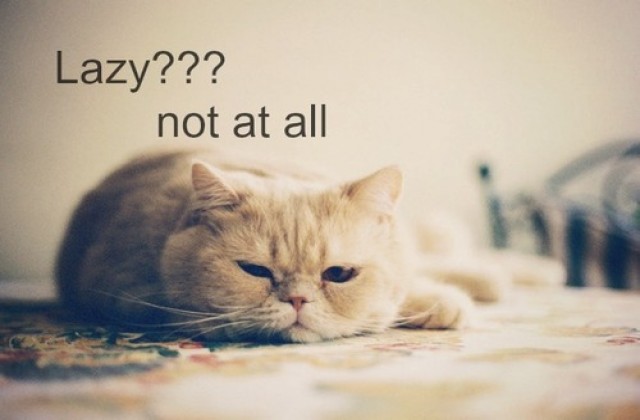 medium_funny-lazy-cat-quotes